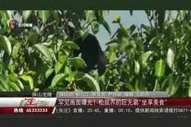 罕见画面曝光！松鼠界的巨无霸“坐享美食”视频封面