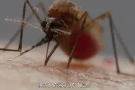 蚊子在吸血时，为什么不能拍死？那我们该怎么办？