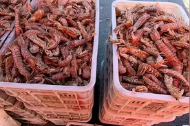 美食之旅来到山东沾化，去买冬枣偶遇当地“枣王”，看沾化虾酱视频封面