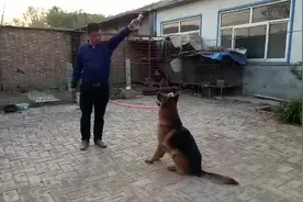阿明家牧羊犬这样训练比人还聪明，方法简单狗狗听话，你们怎么训视频封面