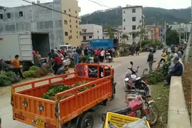 实拍广东云浮小镇果苗市场，桂皮价格再创新高，农民都来买桂苗种视频封面