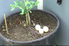 鸽子在阳台花盆里下了三个蛋，最后孵出三只小鸽子