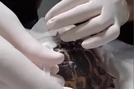 可怜的乌龟壳破个洞, 真替乌龟感到疼。看国外牛人如何修补？视频封面