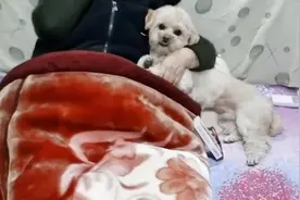 球宝与奶奶，奶奶为什么最疼球宝，因为球宝在奶奶的心里很重要！