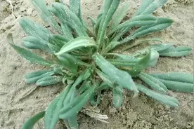 毛妮菜又叫麦家公，农村地里常见的野草，一起认识与了解一下