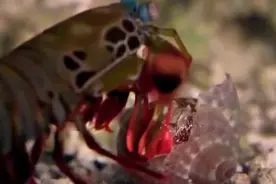 这玩意是皮皮虾吗？太狠了，贝壳几下就弹碎了，弹脑瓜不得弹死我