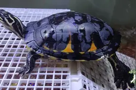 小池养龟：制作乌龟晒背台，几个步骤轻松搞定，简单又实用