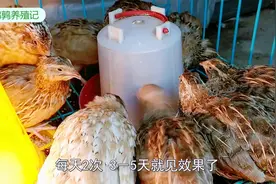 鹌鹑拉白色稀便怎么办？鹌鹑常见的白痢疾病，大蒜汁加水效果好！视频封面
