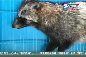 不法分子山中捕猎  竟捕到国家三级保护动物“貉”视频封面