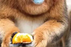 一起来近距离欣赏一下金丝猴的可爱与呆萌图片