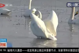 广西：天气转暖候鸟光临！鸟中“大熊猫”，中华秋沙鸭现身视频封面