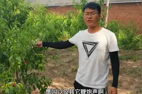 果子成熟时，如何有效避免鸟类？