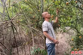 马水橘曾经是致富果，如今变成野果，到底经历了什么