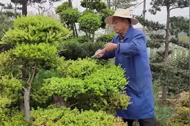 树龄一百多年赤楠如何修剪？老杨：一年维护两次，看着舒服就可以视频封面