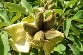 牡丹花落了结种子了视频封面