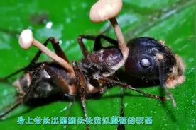 丧 尸病毒真的存在！视频封面