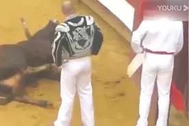 牛族永不为奴！西班牙斗牛，一头牛，宁自杀，不受辱视频封面