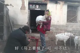 家里的小羊羔最大的一个月长了16斤，这个速度长的快还是慢呢？