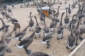 农村养鹅，想养出来漂亮的鹅，场地要怎样做？