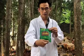 小鸡怕冷扎堆，羽毛蓬松，精神不好，就用这个中药预防和治疗视频封面