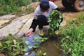 田耕地上：上山找些有用点的植物，野费菜也是有许多好处
