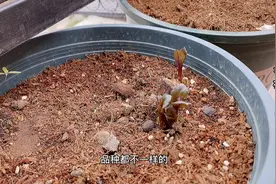 不到一周疯狂发芽、长叶 大丽花种球栽种、配土、养护经验总结视频封面