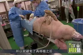 日本饲养17头“半人半猪”，长着人类的器官，用途让人大涨知识！视频封面