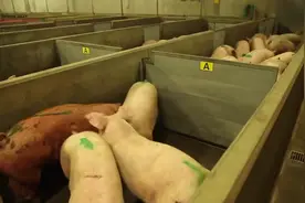 生猪屠宰，动物福利，以人道的方式屠宰猪视频封面