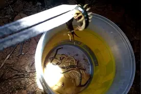 晚上野外捡蜈蚣，方法很简单就像捡钱一样，每天也能捡几十块钱
