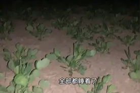 植物晚上也会睡觉，你见过吗？拍了2小时，就为这18秒，来看看吧视频封面