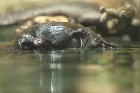 活化石鸭嘴兽还真像鸭子，游起泳来真灵活。