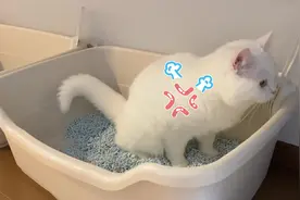 买了新的猫砂盆，两喵宝表示非常满意，小白马上就圈地占了一个