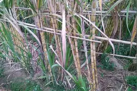 广西贵港这个镇以种植一种白玉蔗出名，几乎家家户户种有这种甘蔗视频封面