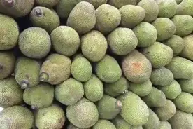 二三十斤重一只的木菠萝，才几毛钱一斤，你会买吗？