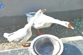 有大白鹅，棕色毛兔子…居民在楼顶养动物，综合执法责令限期整改视频封面