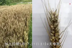 白穗大减产，小麦赤霉病的防治视频封面