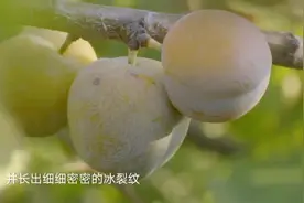 以法国皇后命名的李子，克劳德皇后李，没想到李子还能这么吃视频封面