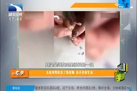 最似是而非的寄生虫，五花肉里吃出了线状物，是不是寄生虫