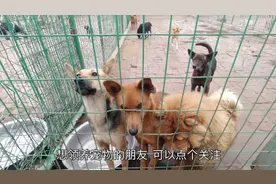 狗狗免费领养，有3000多只流浪狗和猫，期待主人带他们回家视频封面