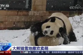 陕西佛坪大熊猫雪地撒欢卖萌视频封面