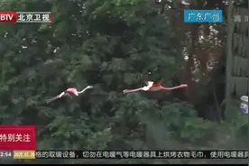 叹为观止！上百只火烈鸟腾空飞翔视频封面