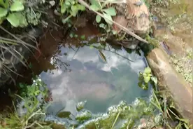 路边的泉眼冒出泉水，夏天经常提水壶来取水。