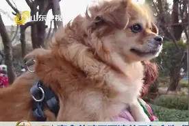 农业农村部明确骆驼、牦牛等33种家养畜禽种类，狗和蛙类不在其中