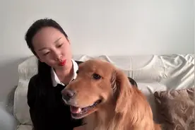 金毛主人分享一下，狗狗得便秘怎么办？不要忽视，会影响狗狗健康视频封面