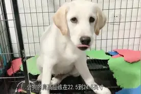 你养的拉布拉多是纯种的吗？三招教你如何辨别，看完后有了答案！视频封面