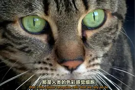 你知道猫眼的世界是什么样的吗？视频封面