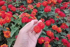 我又来推荐零维护，适合家庭庭院栽种的草花了，耐高温、抗病性强视频封面