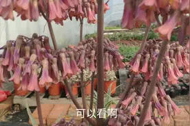 不死鸟多肉又叫落地生根盛开的花朵竟然这么漂亮？