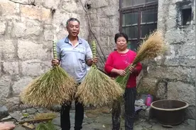 惊呆了，山上的野草竟然能做成笤帚，老万来教你详细步骤！