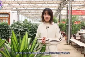 绿植金心也门铁又名巴西铁，这样去养殖才能把它养的郁郁葱葱视频封面